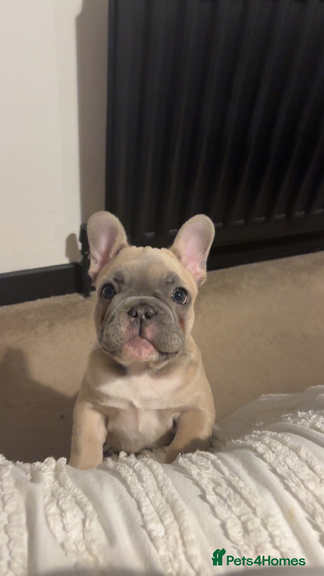 French Bulldog dogs for sale: French Bulldog Puppy  - Advert 4