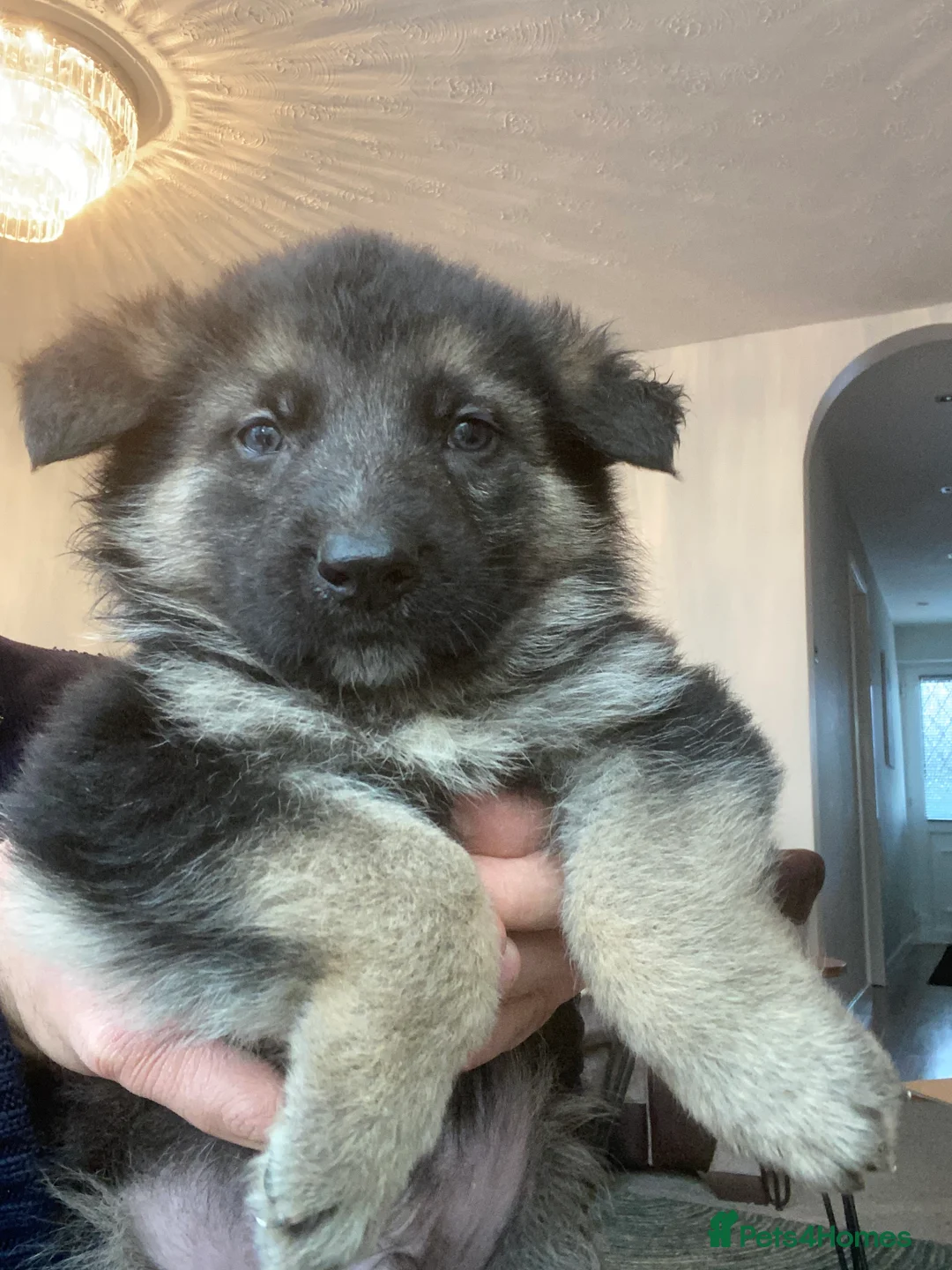 German Shepherd dogs for sale: German shepherd puppies  - Advert 27