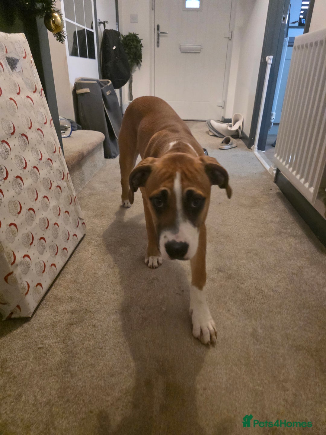 Mixed Breed dogs for sale: Mila  - Advert 2