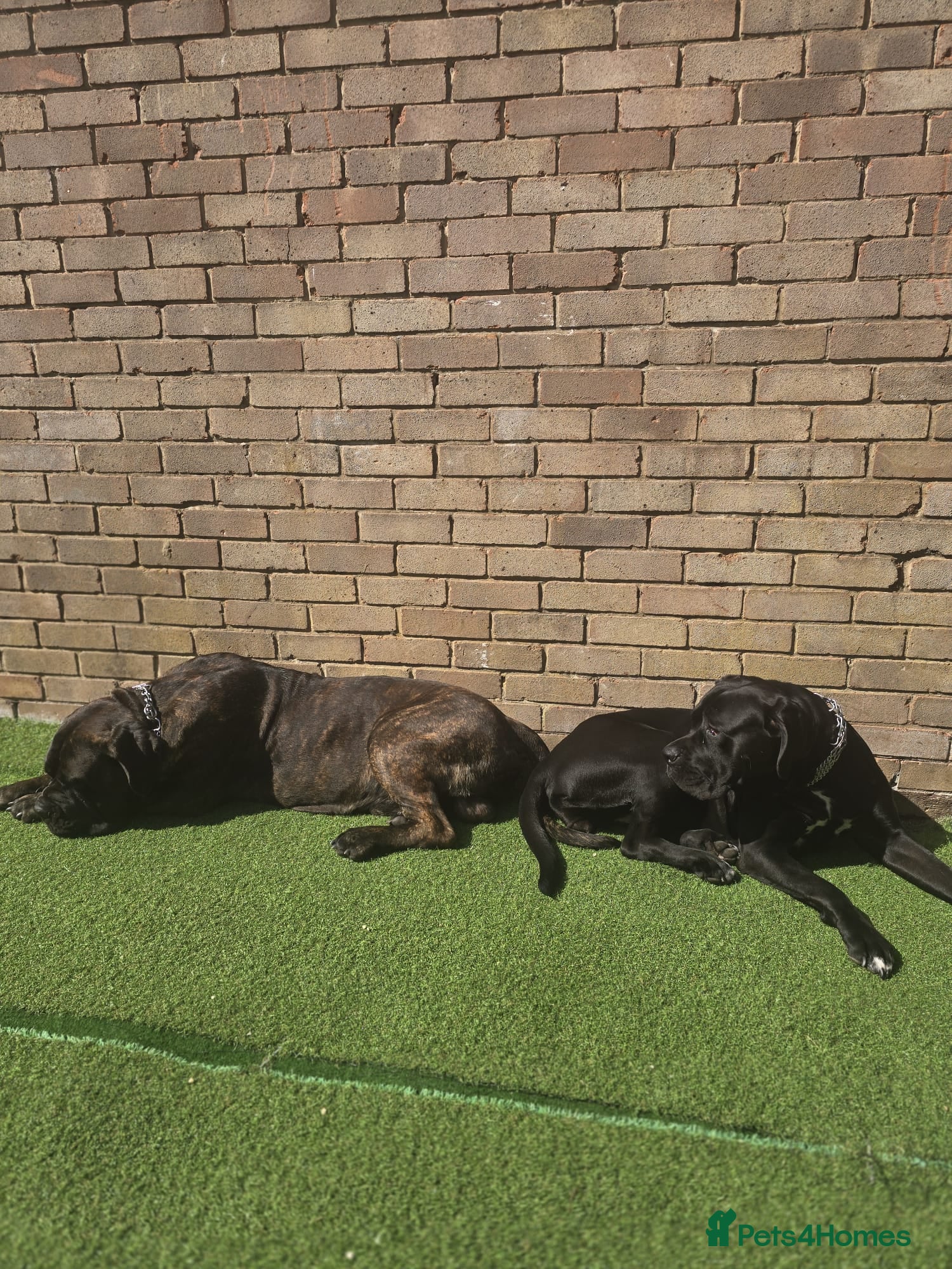 Cane Corso dogs Cane corso puppies for sale - Advert 2