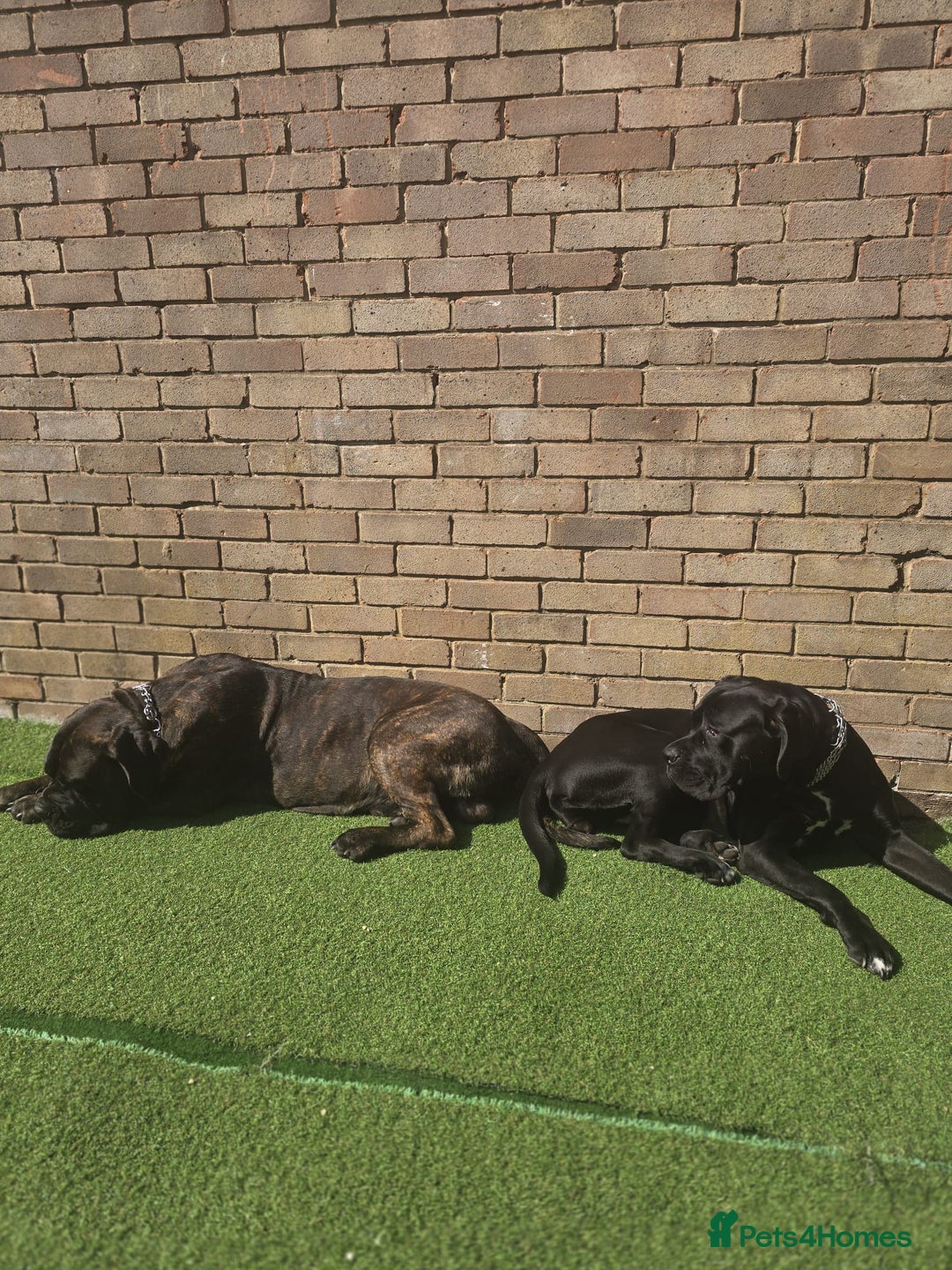 Cane Corso dogs for sale: Cane corso puppies for sale - Advert 2