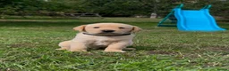 Labrador Retriever dogs for sale: Gorgeous Labrador puppies  - Advert 3