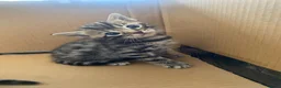 Bengal cats for sale:  Stunning Bengal kittens - Advert 24