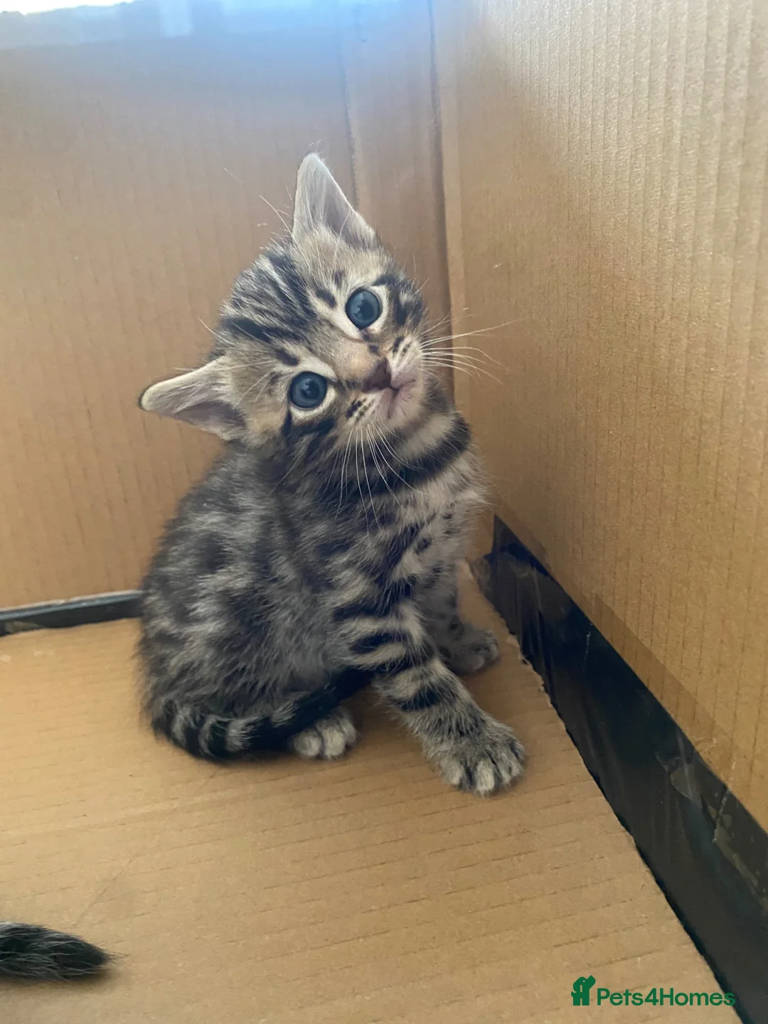 Bengal cats for sale:  Stunning Bengal kittens - Advert 24