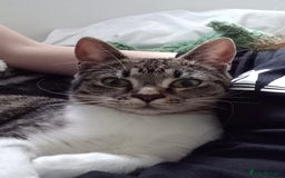 British Shorthair cats for sale: Affectionate 18 month old girl cat for rehoming - Image 2
