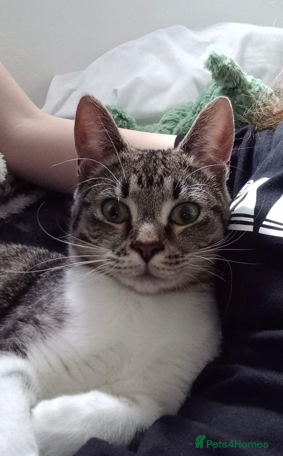 British Shorthair cats for sale: Affectionate 18 month old girl cat for rehoming - Image 2