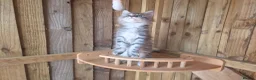 Maine Coon cats for sale: Pure Bred Maine Coon Kittens - Advert 18