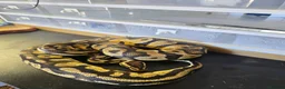 Python Snake reptiles for sale: Royal python/ corn snake / hatchling / adults  in Elland - Advert 4