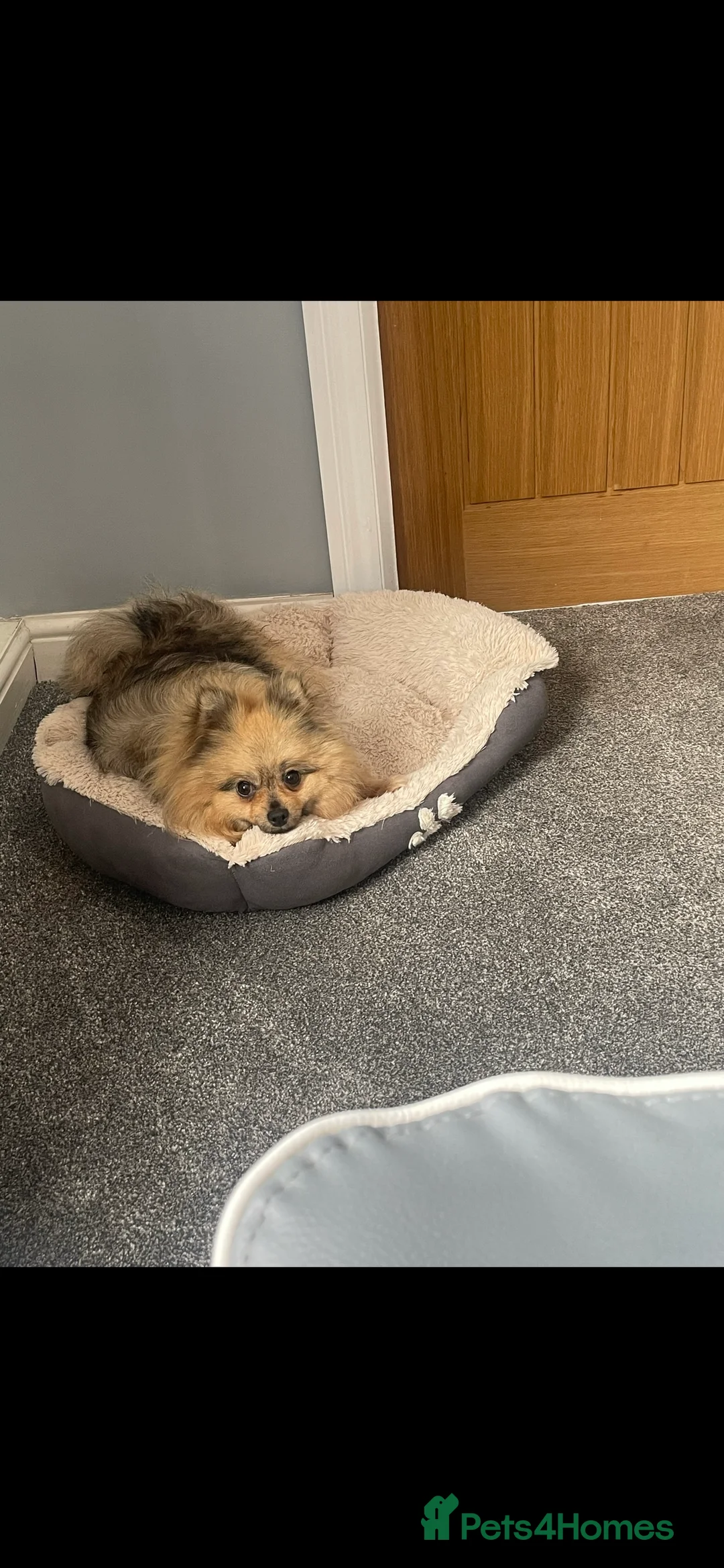 Pomeranian dogs for sale: Beautiful Pomeranian looking for a home - Advert 2