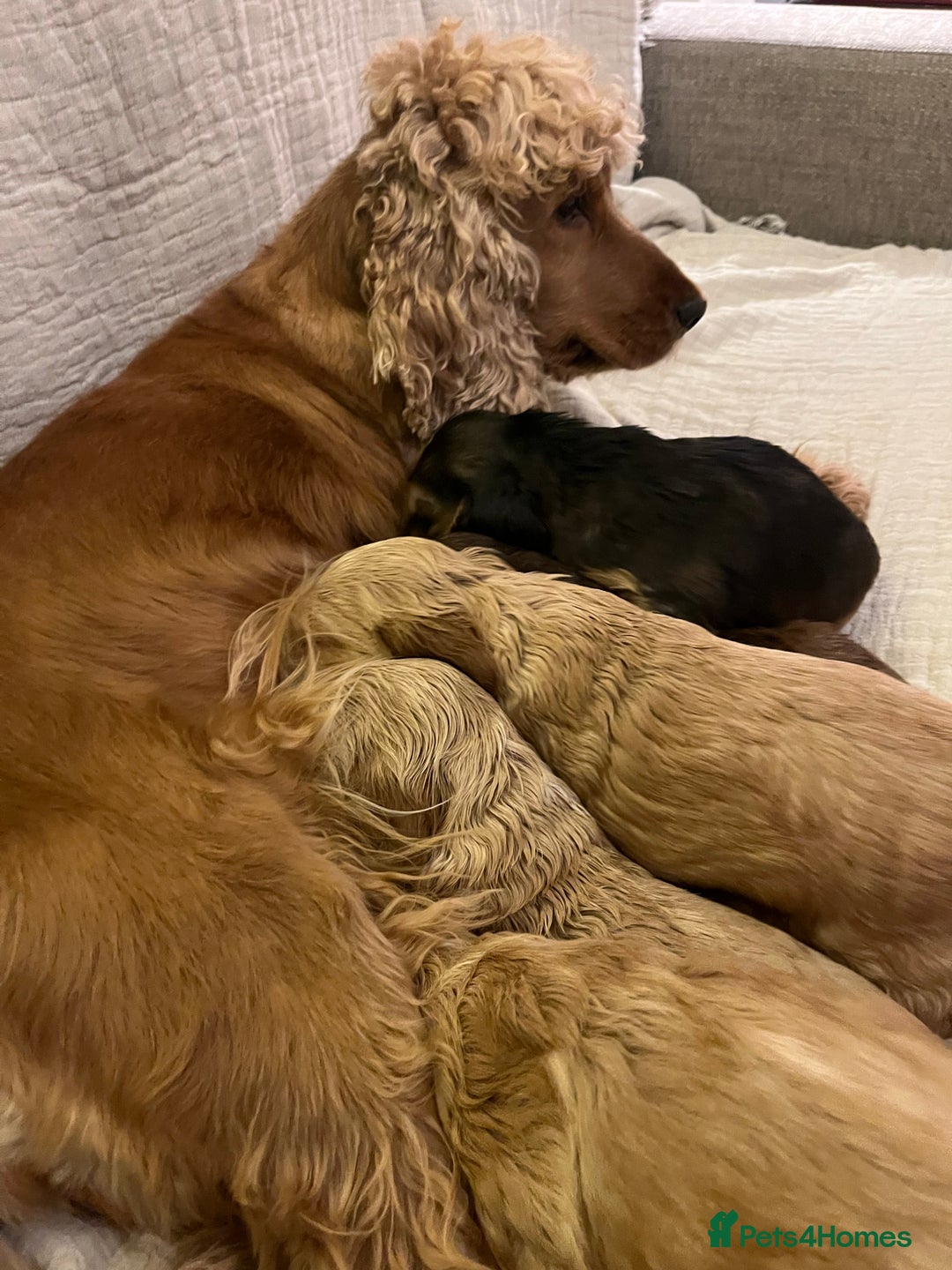 Cocker Spaniel dogs for sale: Adorable show type cocker spaniel pups - Advert 25