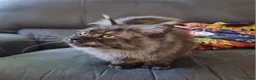 Maine Coon cats for sale: GCCF Pedigree Maine Coon Kittens for sale  - Advert 3