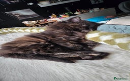 Maine Coon cats for sale: Amazing tortie Mainecoons REDUCED! - Image 4