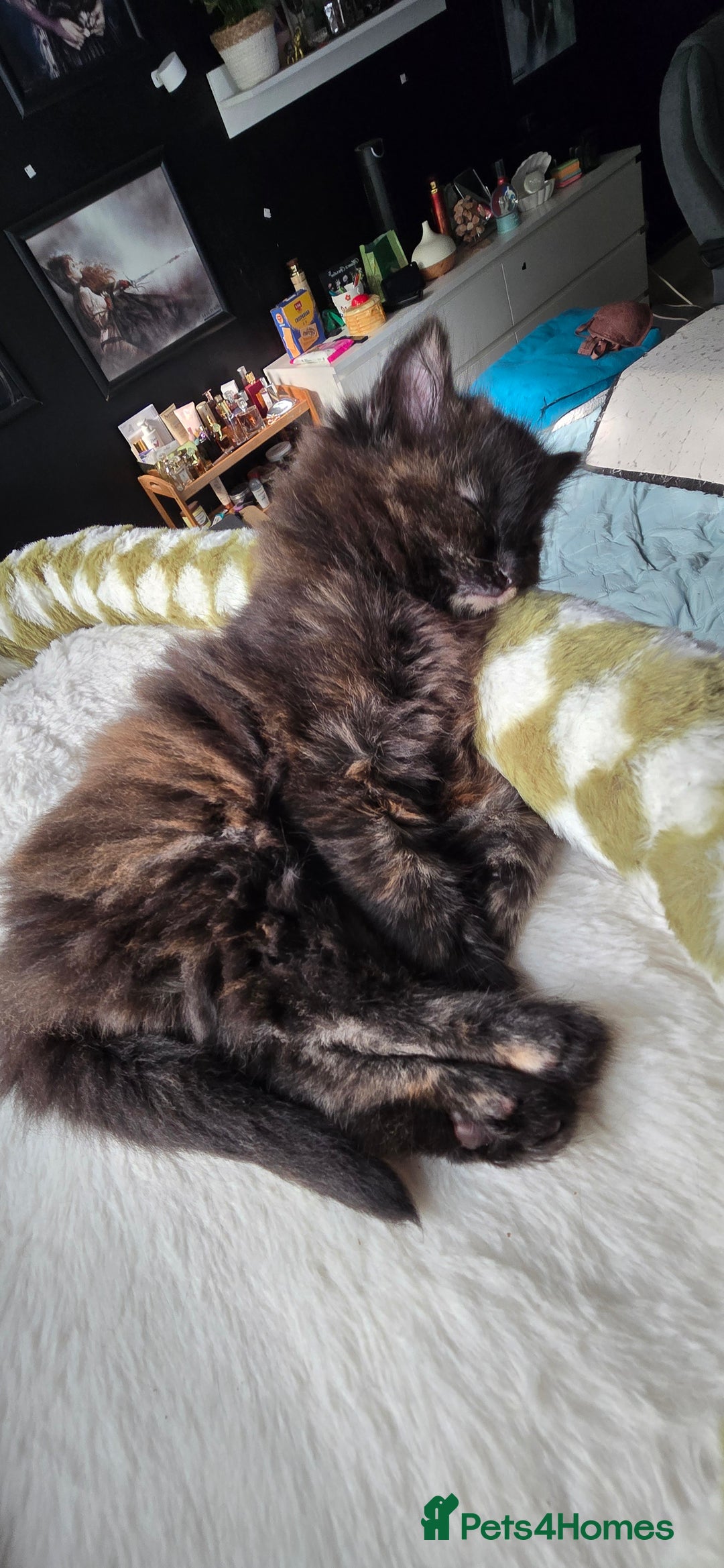 Maine Coon cats for sale: Amazing tortie Mainecoons REDUCED! - Image 4