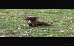 Patterdale Terrier dogs for sale: Patterdale fell terriers  - Image 30