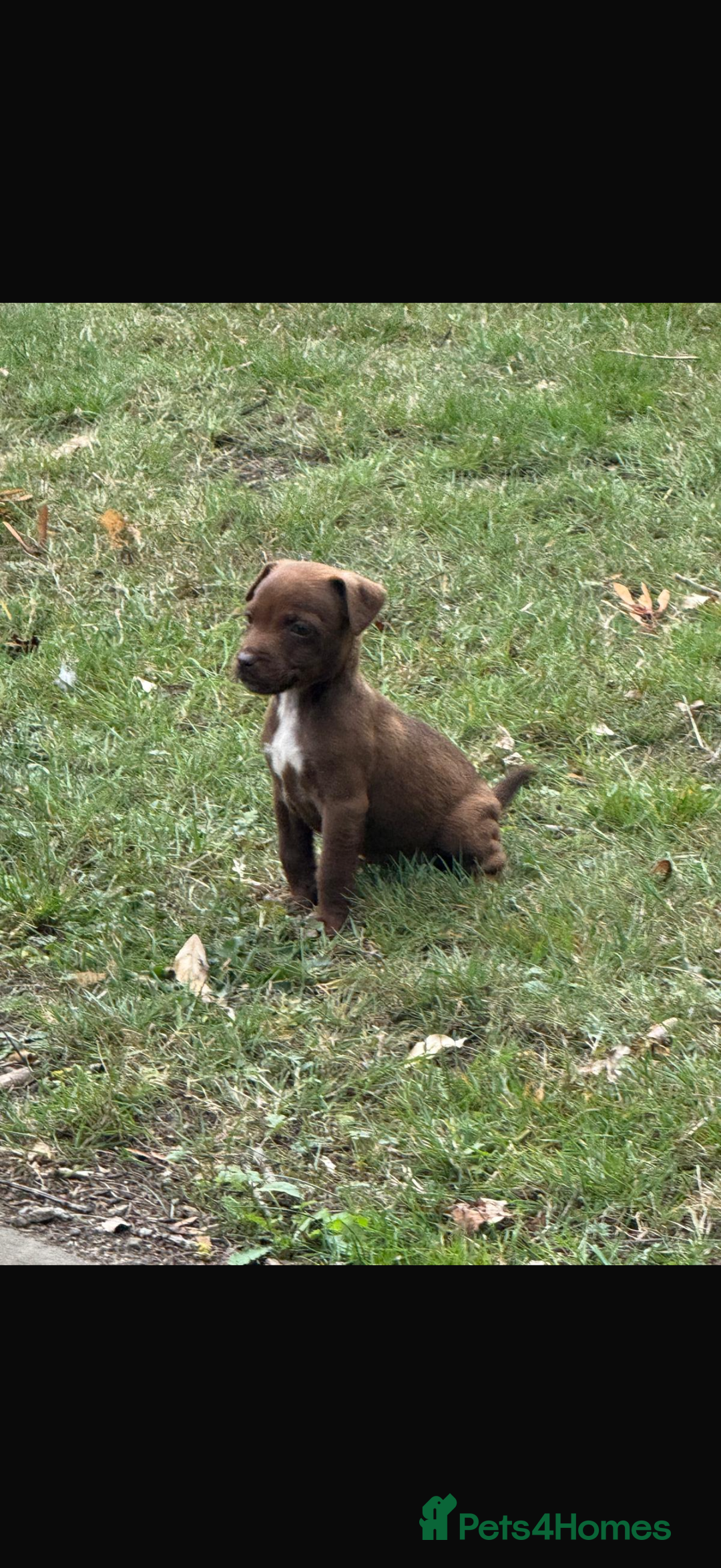 Patterdale Terrier dogs for sale: Patterdale fell terriers  - Image 30