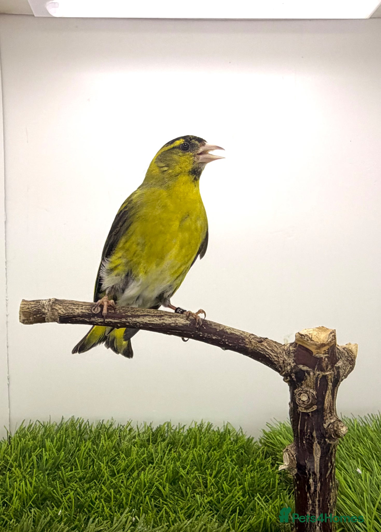 Canaries birds Siskin male a redpoll male  - Advert 4