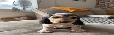 Cocker Spaniel 1
