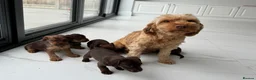 Mixed Breed dogs for sale: 5 Beautiful Chocolate brown & Tan Puppies  in Egham - Advert 26
