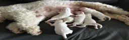 Bichon Frise dogs for sale: Puppy for sale bichon frise in Walsall - Advert 5