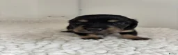 Miniature Dachshund dogs for sale: Ready KC Long-Haired Miniature Dachshund puppies  - Advert 25