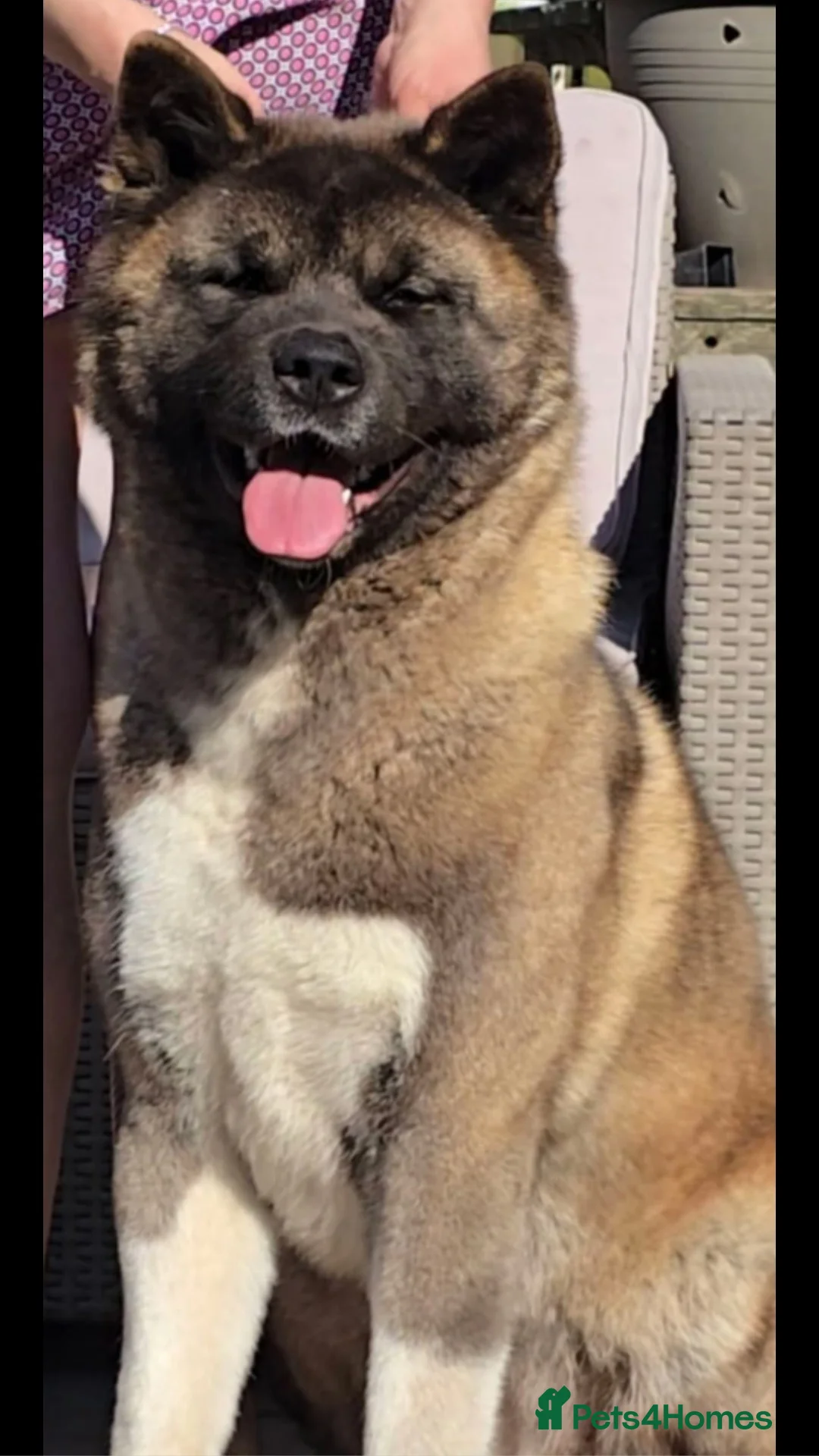 Akita dogs for sale: Beautiful KC registered pups  - Advert 3