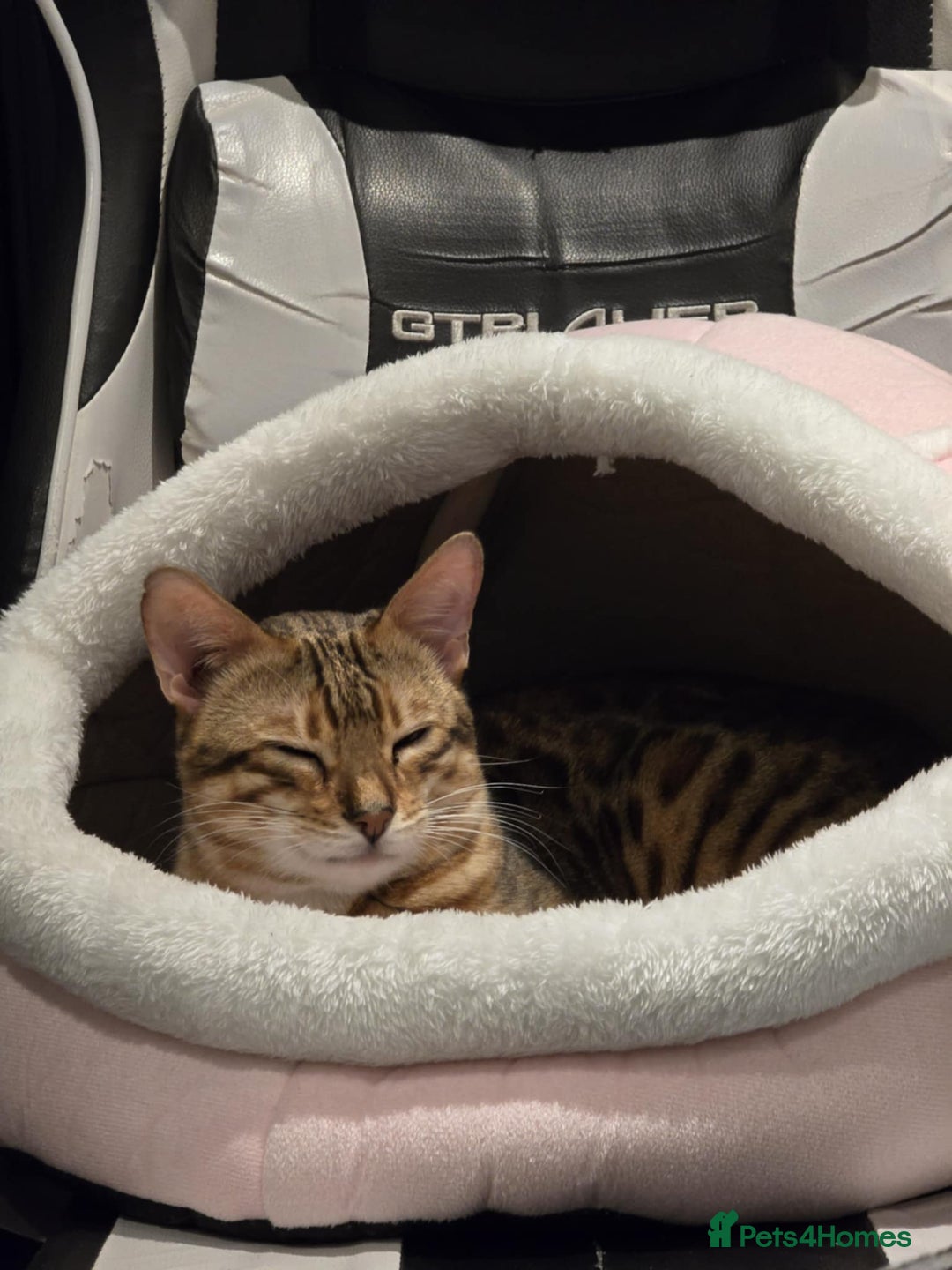 Bengal cats for sale: Male bengal for sale - Advert 4