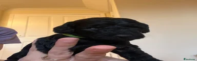 Cockapoo 3