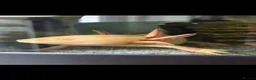 Axolotl reptiles for sale: Axelotl for sale in Liverpool - Advert 2