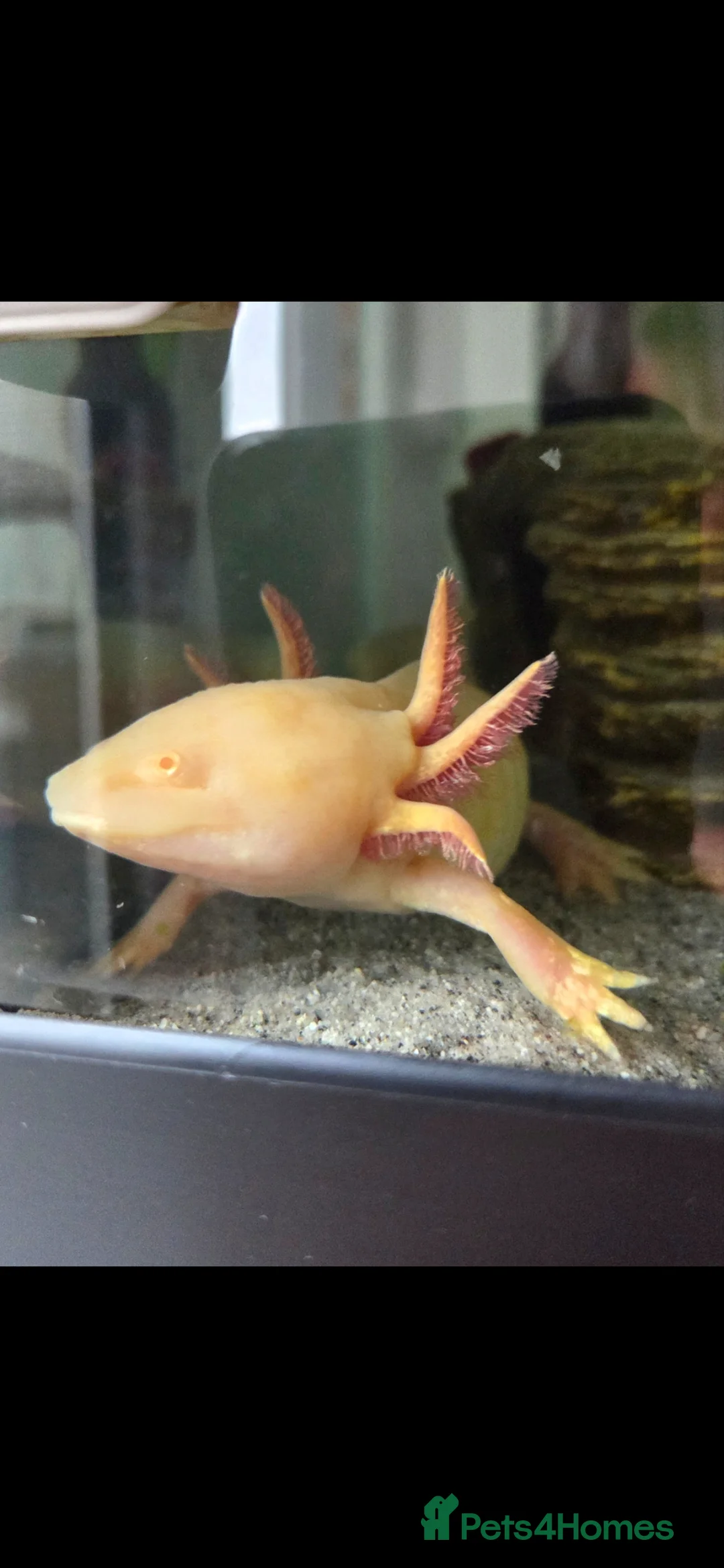 Axolotl reptiles for sale: Axelotl for sale in Liverpool - Advert 2