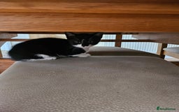 Mixed Breed cats for sale: 2 gorgeous kittens looking for their forever home - Image 1