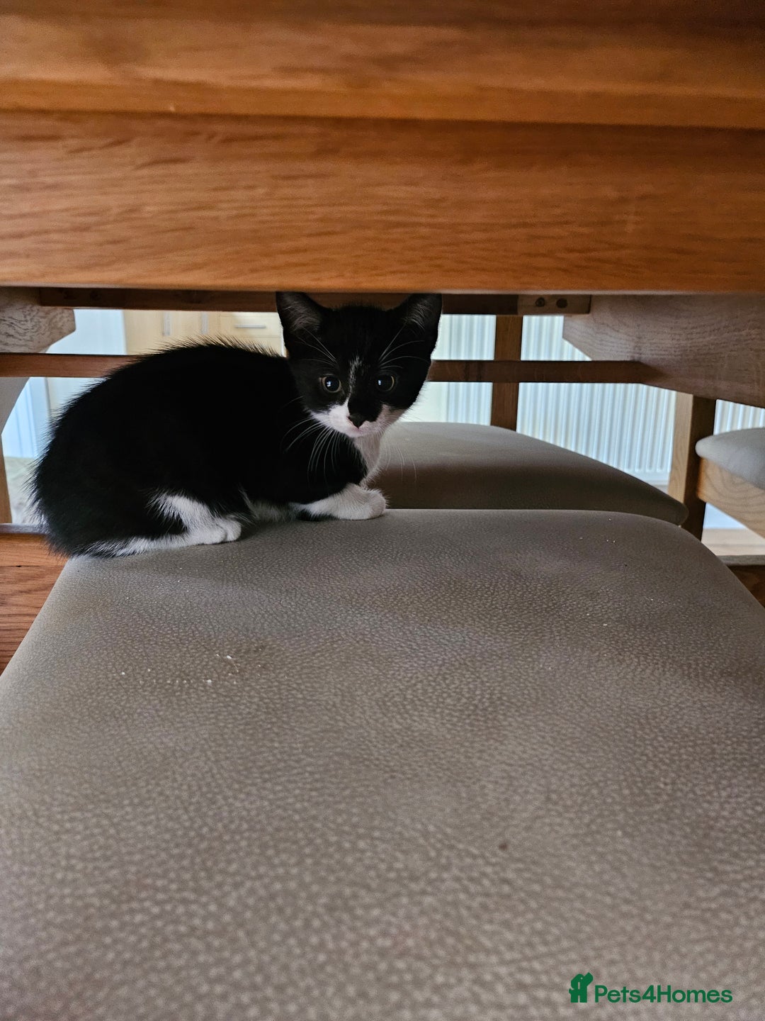 Mixed Breed cats for sale: 2 gorgeous kittens looking for their forever home - Image 1