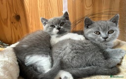 British Shorthair cats for sale: British shorthair kittens - Image 7