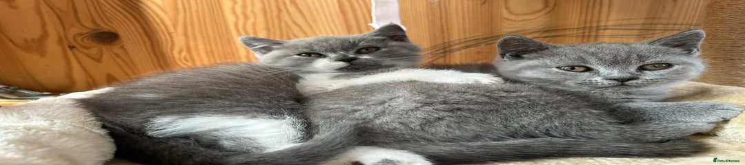 British Shorthair Kitten 4