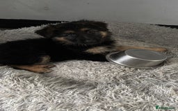 German Shepherd dogs for sale: Beautiful black/tan German shepherd pups for sale  - Image 17