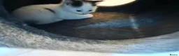 Mixed Breed cats for sale: Kittens  - Advert 2