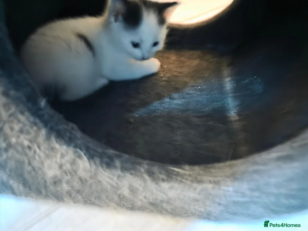 Mixed Breed cats for sale: Kittens  - Advert 2