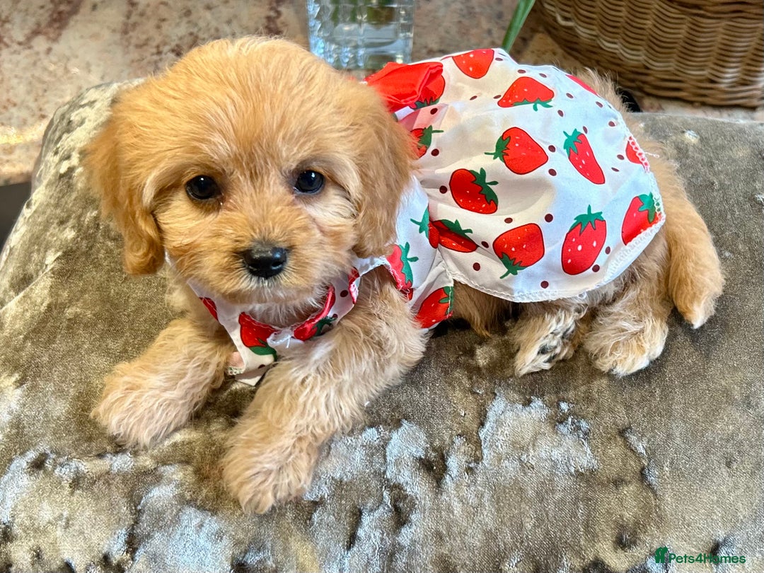 Cavapoo dogs for sale: Real Life Teddy Bears, Cavapoo babies  - Image 14