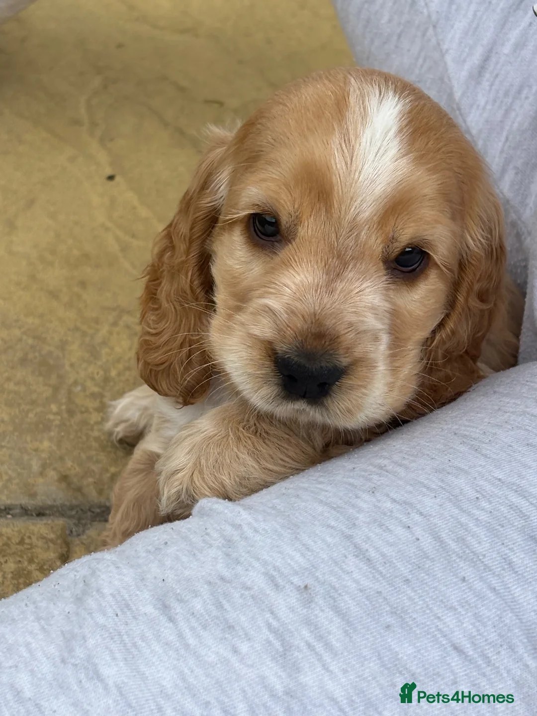 Cocker Spaniel dogs for sale: Beautiful Show Cocker Spaniels  - Advert 2