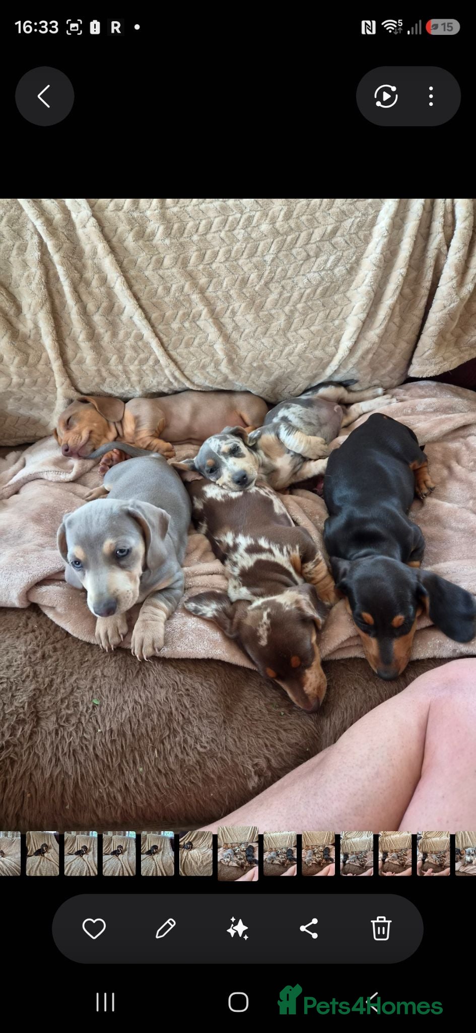 Miniature Dachshund dogs Miniature Dashunds  - Advert 1