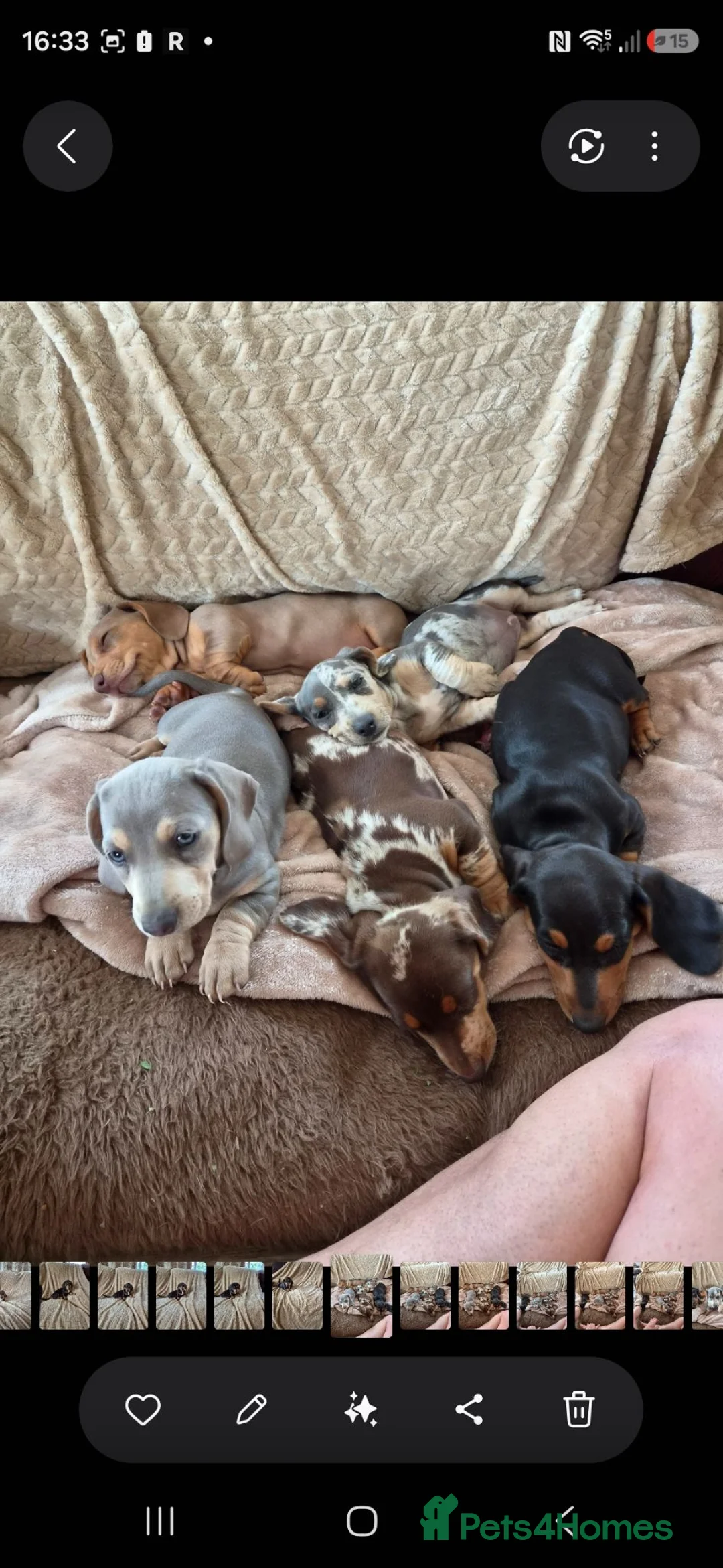 Miniature Dachshund dogs for sale: Miniature Dashunds  in Chelmsford - Advert 1