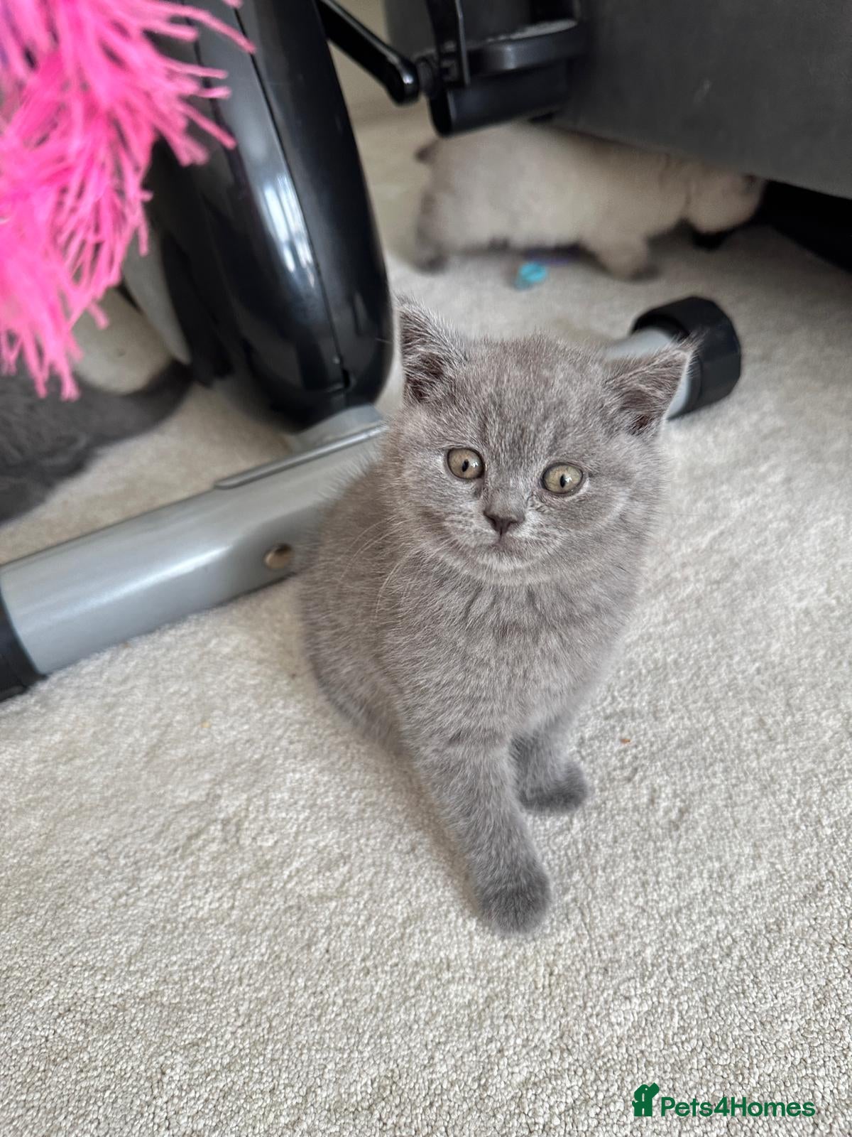 British Shorthair cats Beautiful British Shorthair Kittens - Advert 2