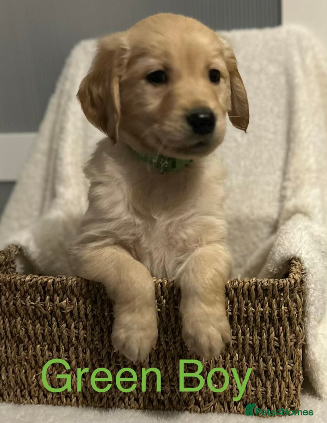 Golden Retriever dogs for sale: 2 Handsome Golden Retriever Boys - Advert 24