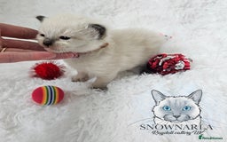 Ragdoll cats for sale: 3 Tica Boys Genetic test Certyficate HCM and PKD  - Image 27