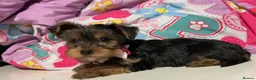 Yorkshire Terrier dogs for sale: Healthy Yorkshire Terrier puppies - Advert 1