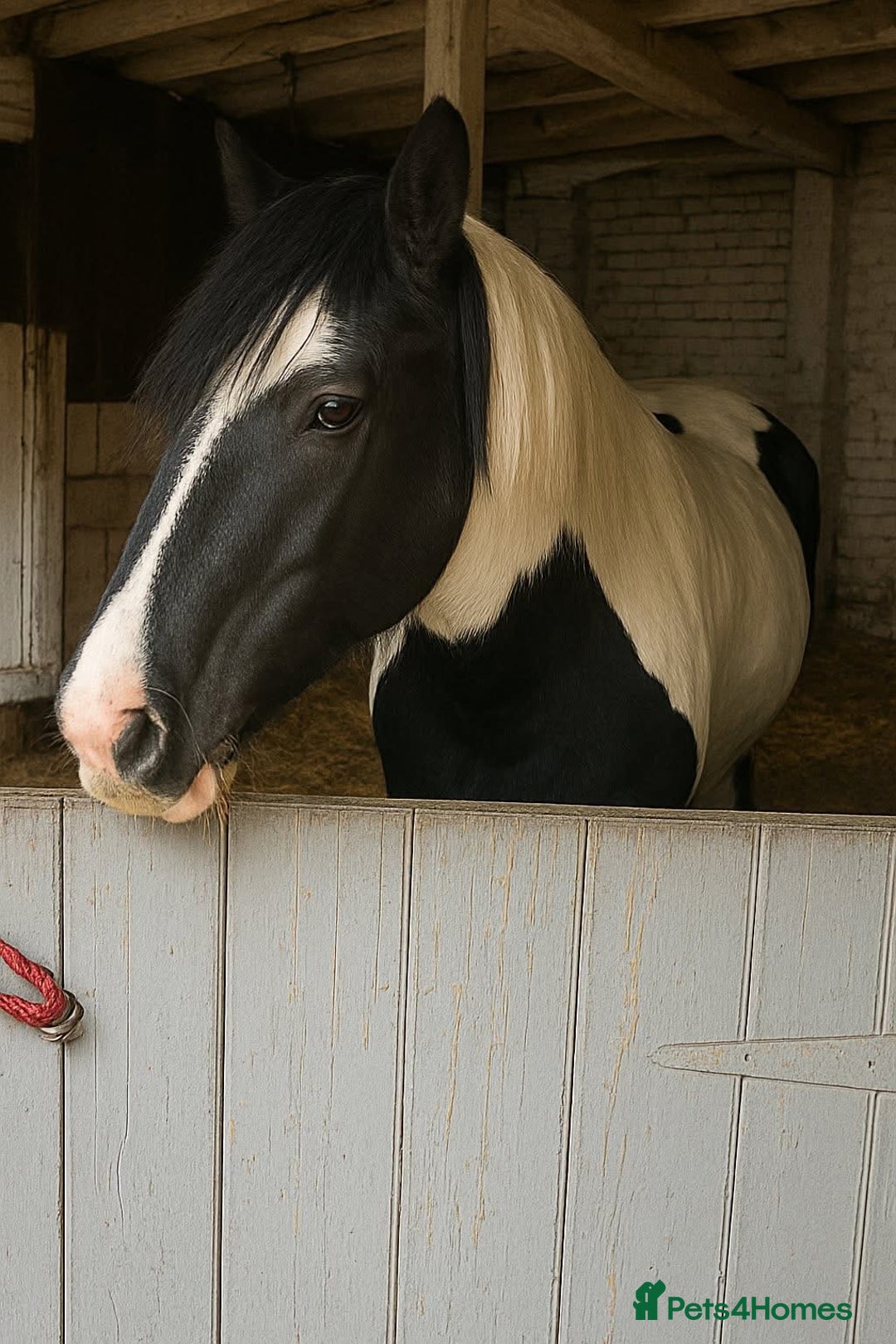 Irish Cob horses for sale: Happy Hacker for sale  - Advert 3
