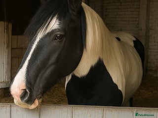 Irish Cob horses Piebald Cob For Sale - Advert 6