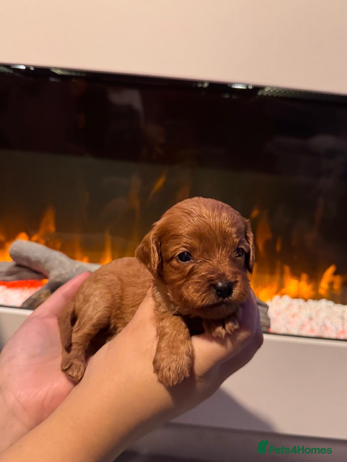Cavapoo dogs 8 Beautiful Cavapoo pups - Advert 1