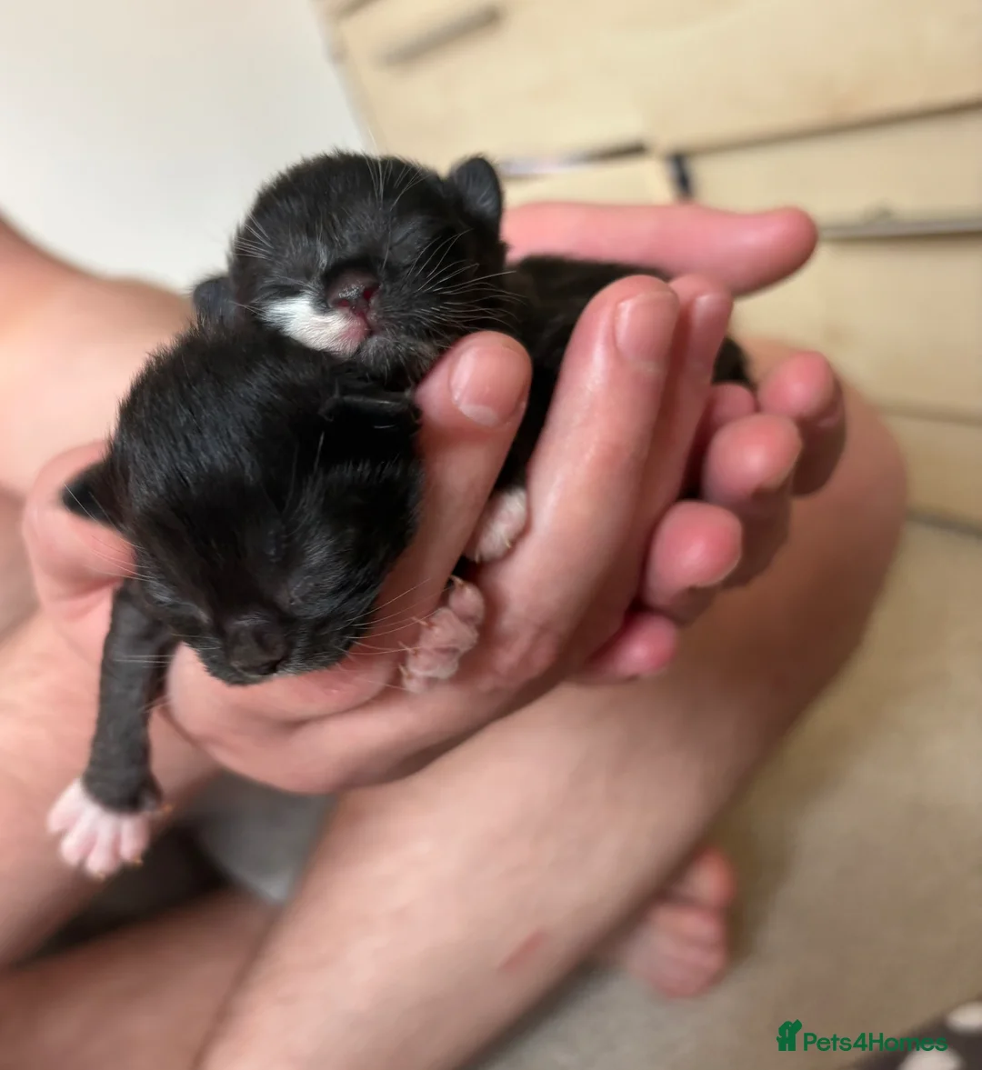 Mixed Breed cats for sale: Beautiful Persian cross  - Advert 2