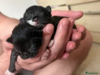 Mixed Breed cats Beautiful boy left - Advert 5