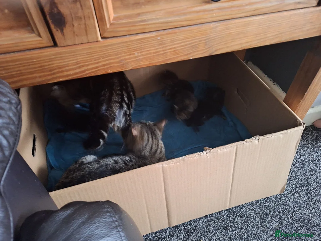 Mixed Breed cats for sale: 4 kittens for sale  - Advert 8